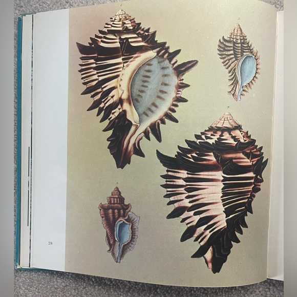 Shells Pleasures & Treasures First Edition Book with Slip Cover - Picture 10 of 13